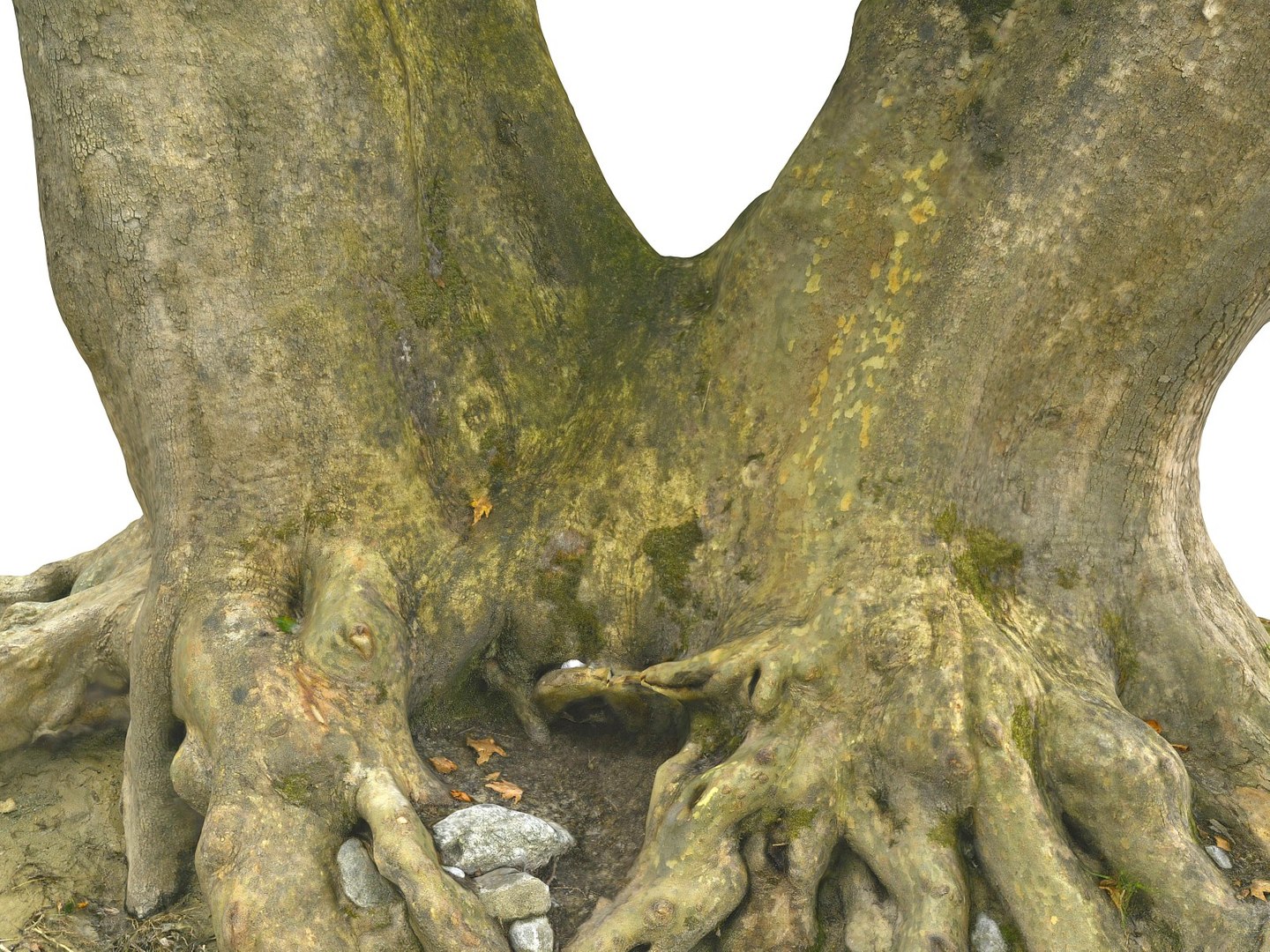 3D ancient forest pack 16k https://p.turbosquid.com/ts-thumb/i9/CUq0cZ/WmbwfMHw/66778/jpg/1537265155/1920x1080/fit_q87/4dbe128f08f382f324c7931450b4211efabe482f/66778.jpg