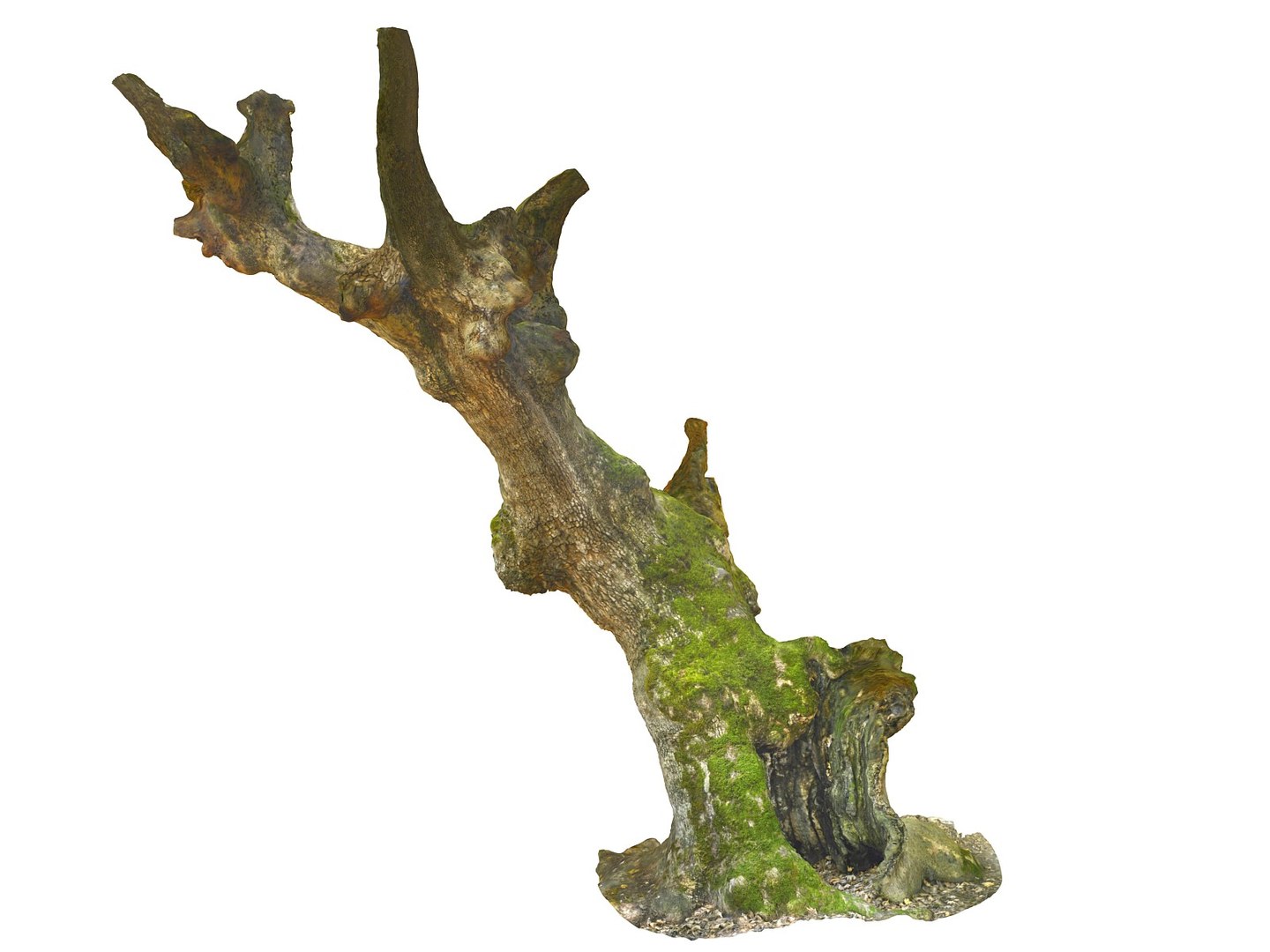 3D ancient forest pack 16k https://p.turbosquid.com/ts-thumb/i9/CUq0cZ/eeE6tRJk/9089000/jpg/1537265251/1920x1080/fit_q87/3fdce37630c0660864cff36eb8e52501794f9e07/9089000.jpg