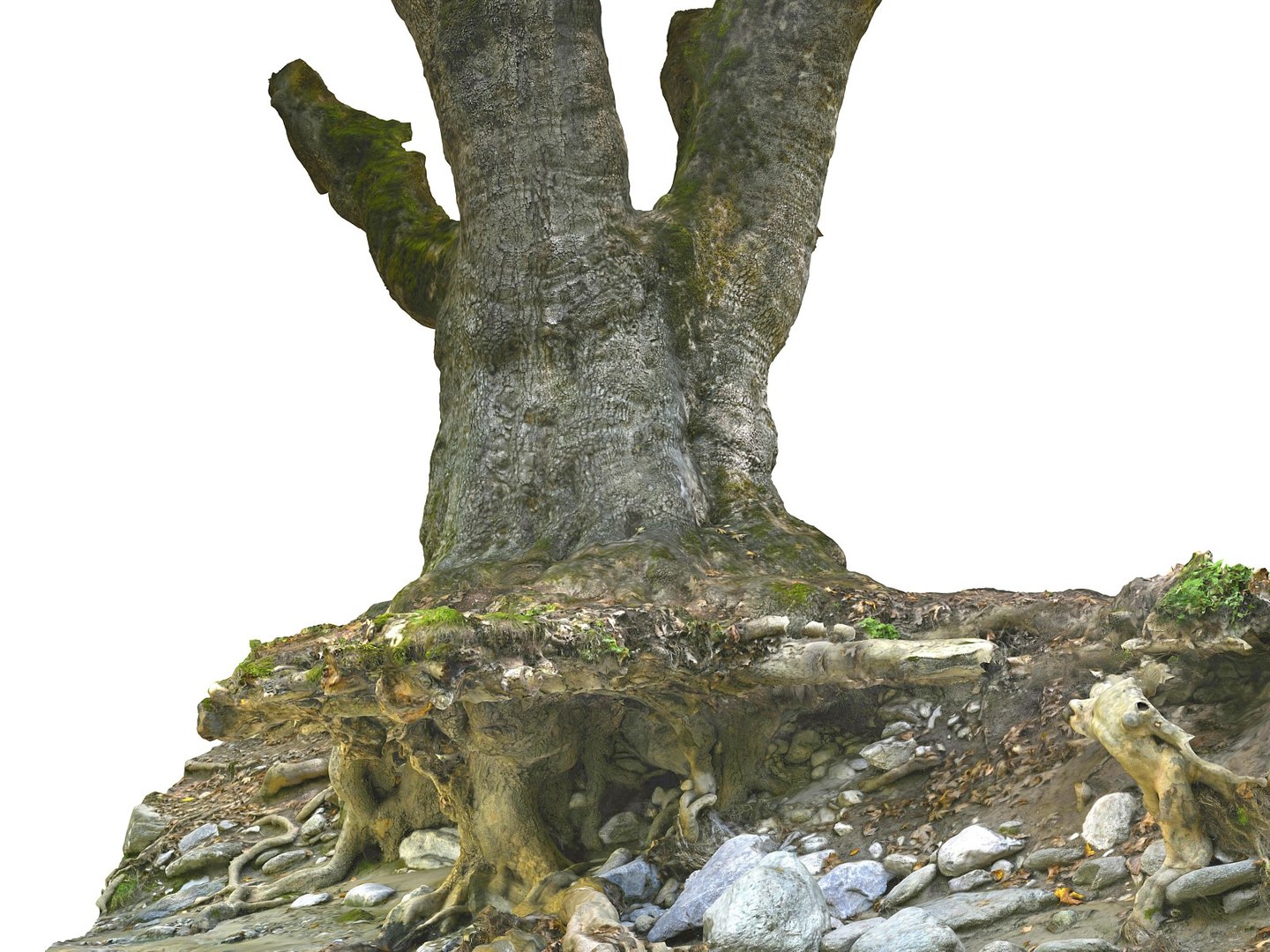 3D ancient forest pack 16k https://p.turbosquid.com/ts-thumb/i9/CUq0cZ/g3yqqeA2/98089000/jpg/1537265225/1920x1080/fit_q87/ead0bdc44b1d729618b4df4ac7129cbfe79b41b9/98089000.jpg