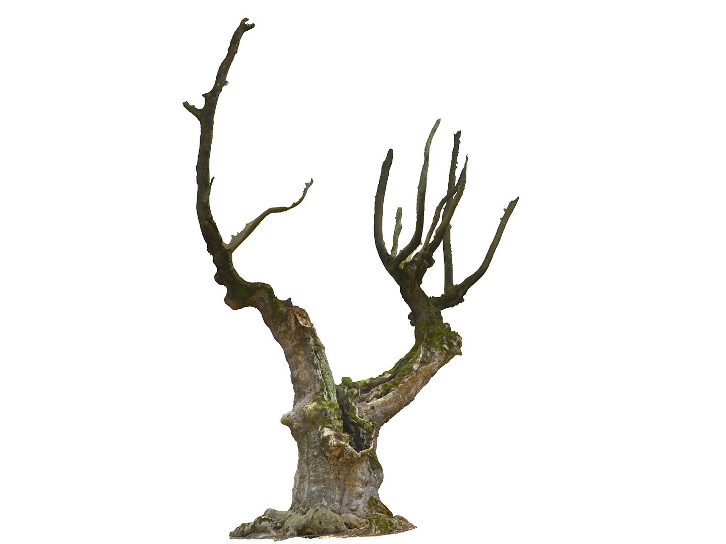 3D ancient forest pack 16k https://p.turbosquid.com/ts-thumb/i9/CUq0cZ/iAQbm4O2/55567/jpg/1537265233/1920x1080/fit_q87/53e43aaa73b00fb7ac279e00a2da6a8c71ad35e4/55567.jpg
