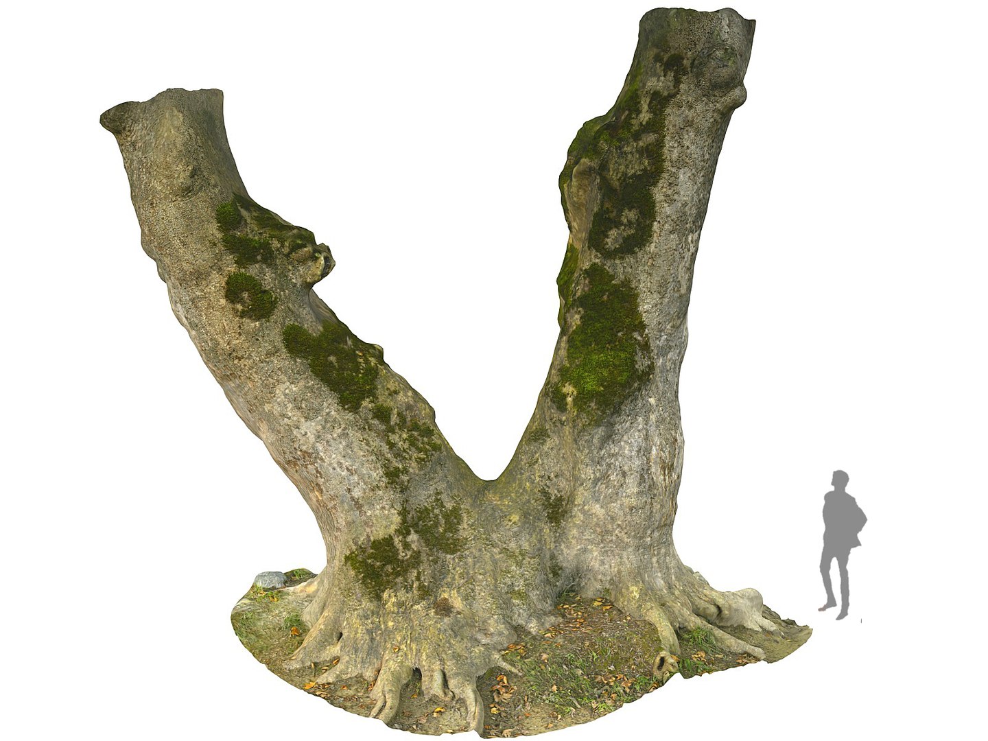 3D ancient forest pack 16k https://p.turbosquid.com/ts-thumb/i9/CUq0cZ/inWVssiU/454567/jpg/1537265153/1920x1080/fit_q87/8ace68fc58736a84aefae0850f7f7fe5f6a5e9a7/454567.jpg