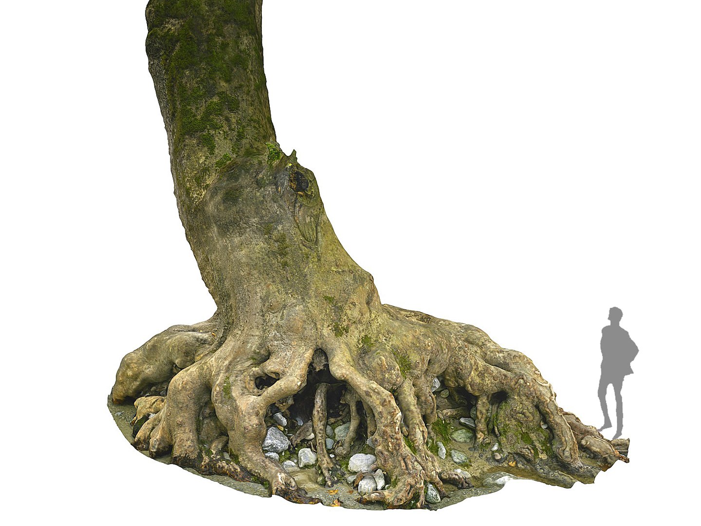 3D ancient forest pack 16k https://p.turbosquid.com/ts-thumb/i9/CUq0cZ/lHcHuTr8/6666666/jpg/1537265163/1920x1080/fit_q87/9c6715c8944ce991b6476eb9249b1f4a6241aa8c/6666666.jpg