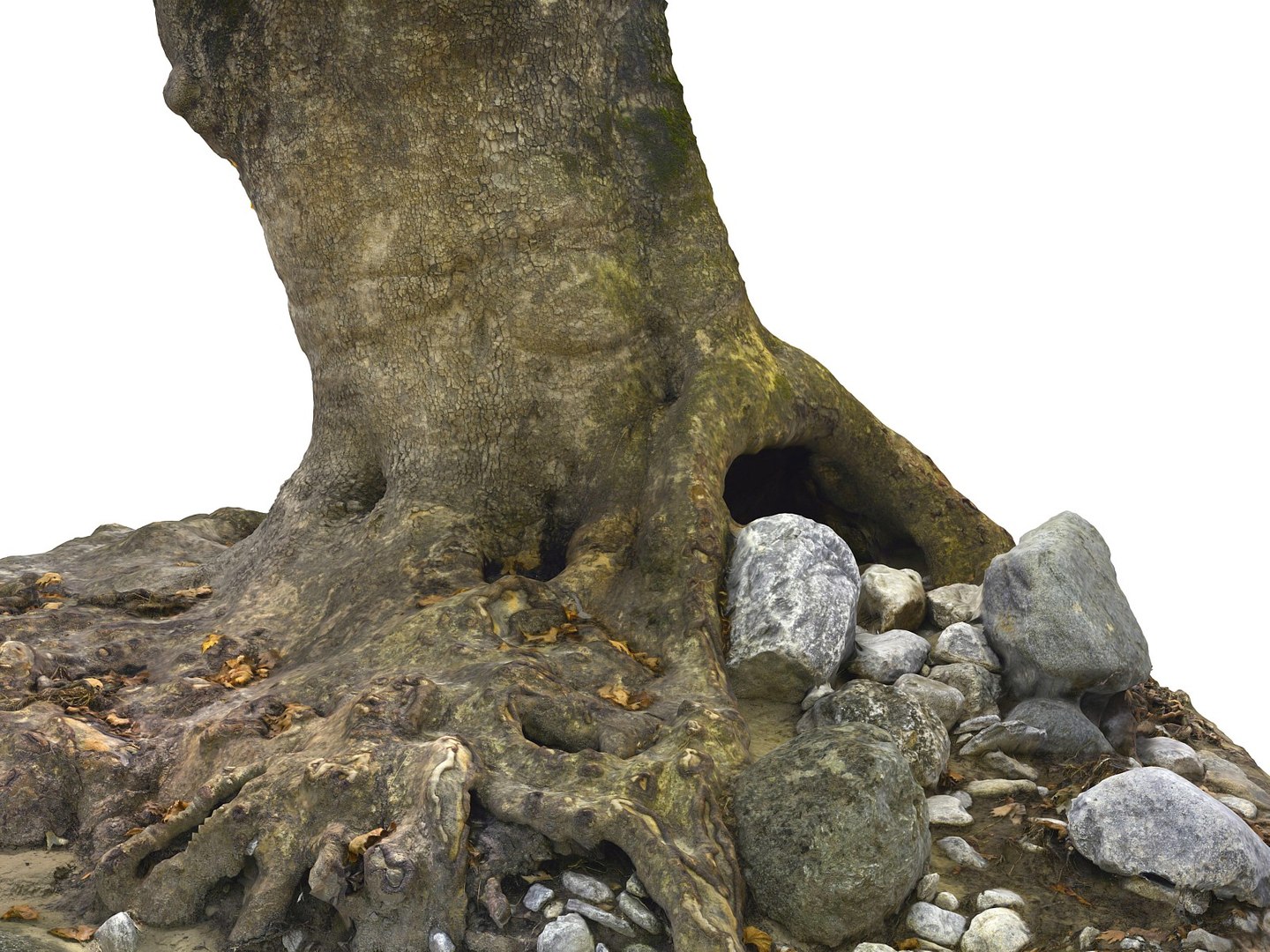 3D ancient forest pack 16k https://p.turbosquid.com/ts-thumb/i9/CUq0cZ/uDbLHA1X/8898799/jpg/1537265124/1920x1080/fit_q87/a8a32f4272fb93886deee95e9d66a87a279267fb/8898799.jpg