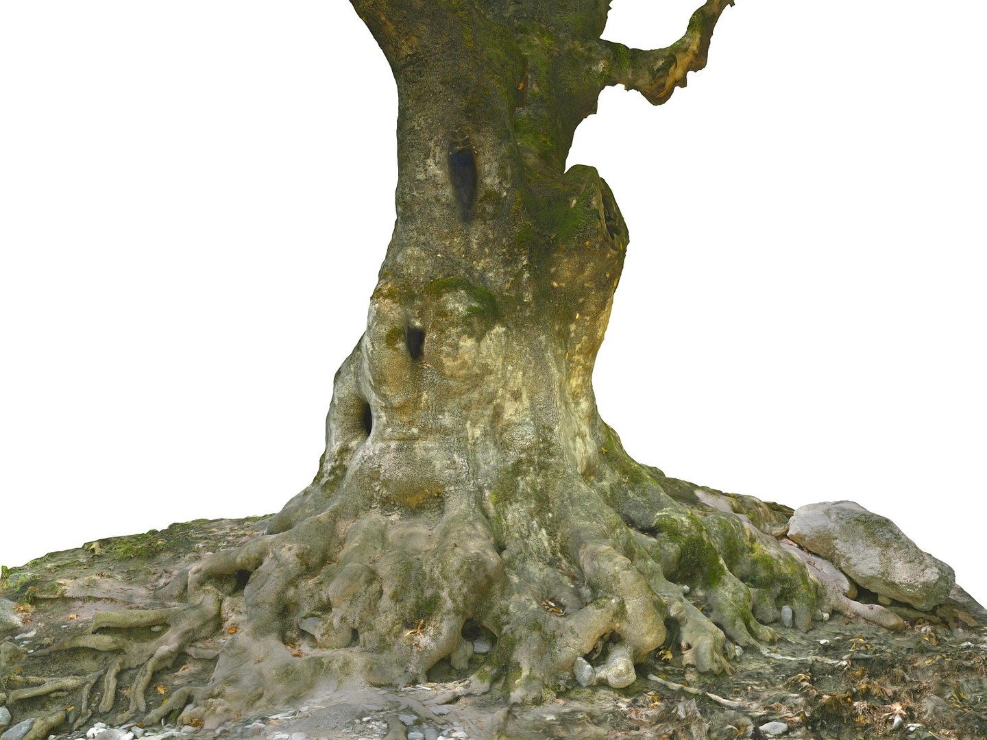 3D ancient forest pack 16k https://p.turbosquid.com/ts-thumb/i9/CUq0cZ/xOOzYuEY/8978900/jpg/1537265196/1920x1080/fit_q87/dd30145b629e76bd152d06a64782dc88811e27ea/8978900.jpg