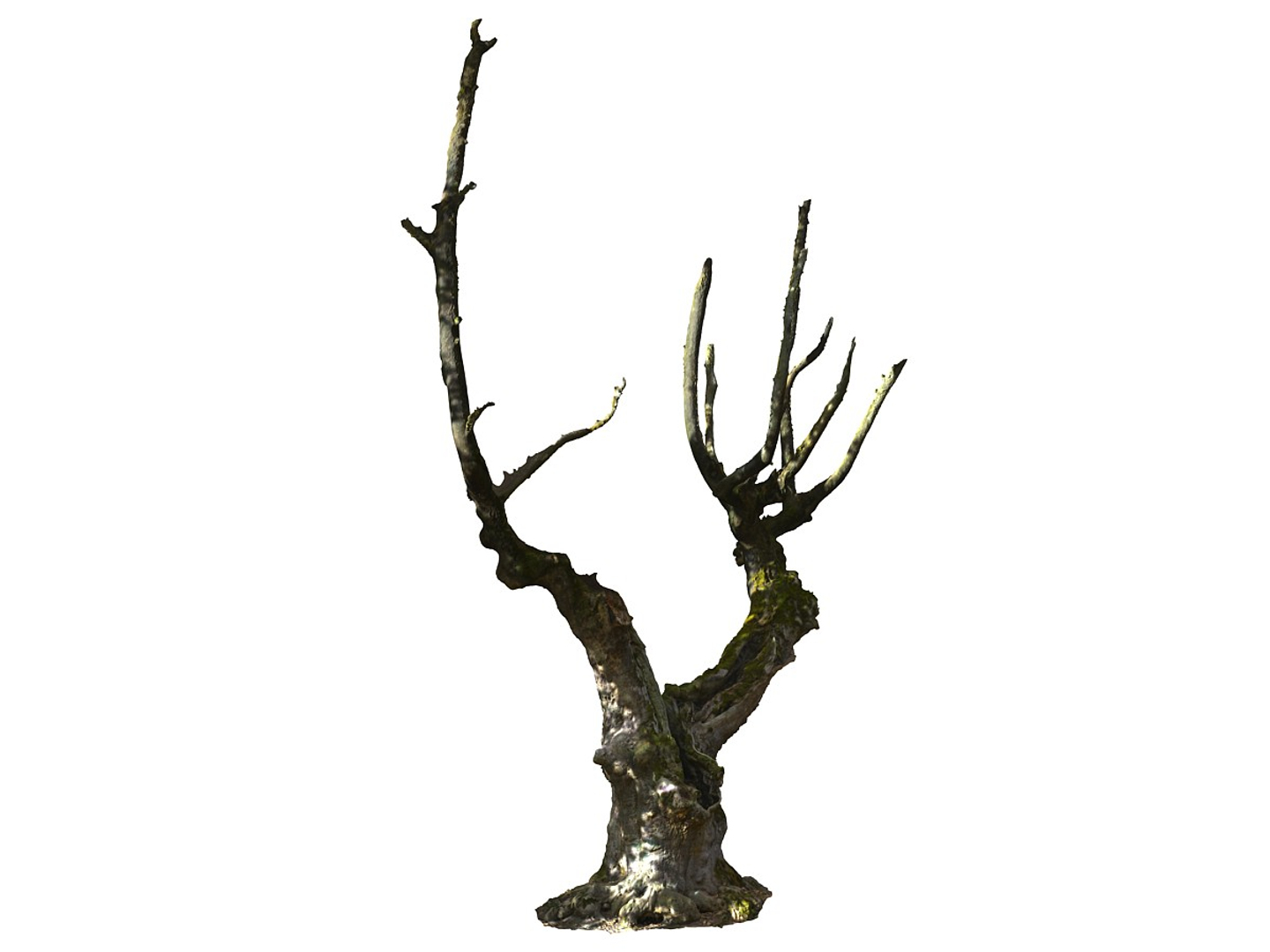 3D ancient forest pack 16k https://p.turbosquid.com/ts-thumb/i9/CUq0cZ/yRQ47KD7/0000/jpg/1537266243/1920x1080/turn_fit_q99/2518b4de9ab0dea4326f2819cd640bf28cd51590/0000-1.jpg