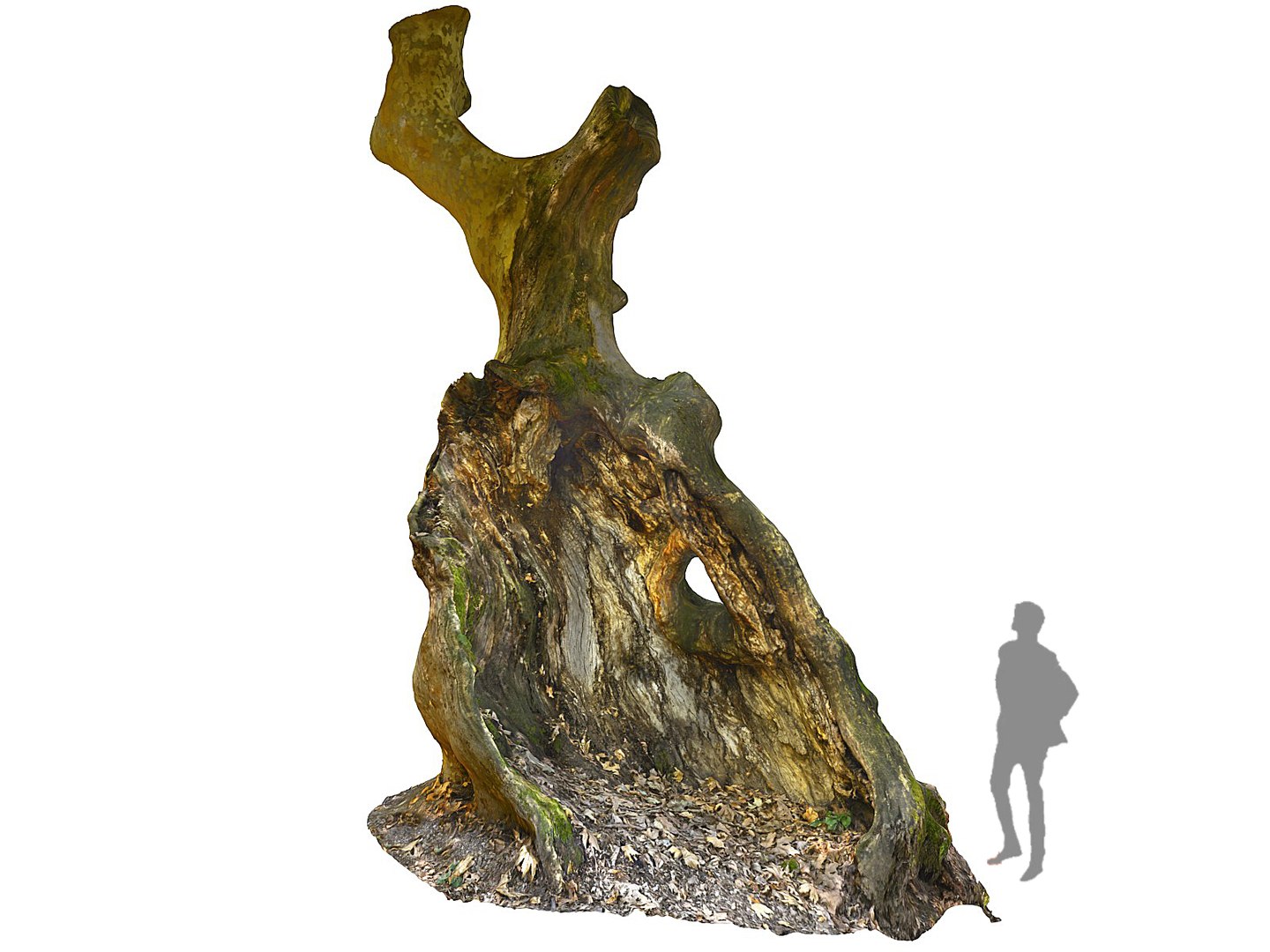 3D ancient forest pack 16k https://p.turbosquid.com/ts-thumb/i9/CUq0cZ/zmLfiHAJ/556777/jpg/1537265084/1920x1080/fit_q87/485345d3a27f6164eb4c88d3db706136fd3ffb8c/556777.jpg