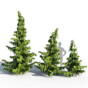 chamaecyparis nootkatensis model