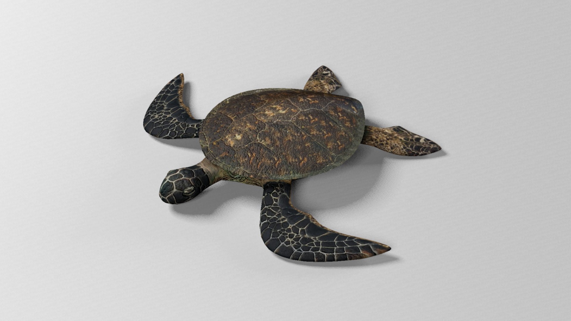 Sea turtle 3D model https://p.turbosquid.com/ts-thumb/i9/HfuUtQ/Ck/seaturtlerender14/jpg/1625172699/1920x1080/fit_q87/0a398fb0d27f76895371e15781c08bda75fe8021/seaturtlerender14.jpg