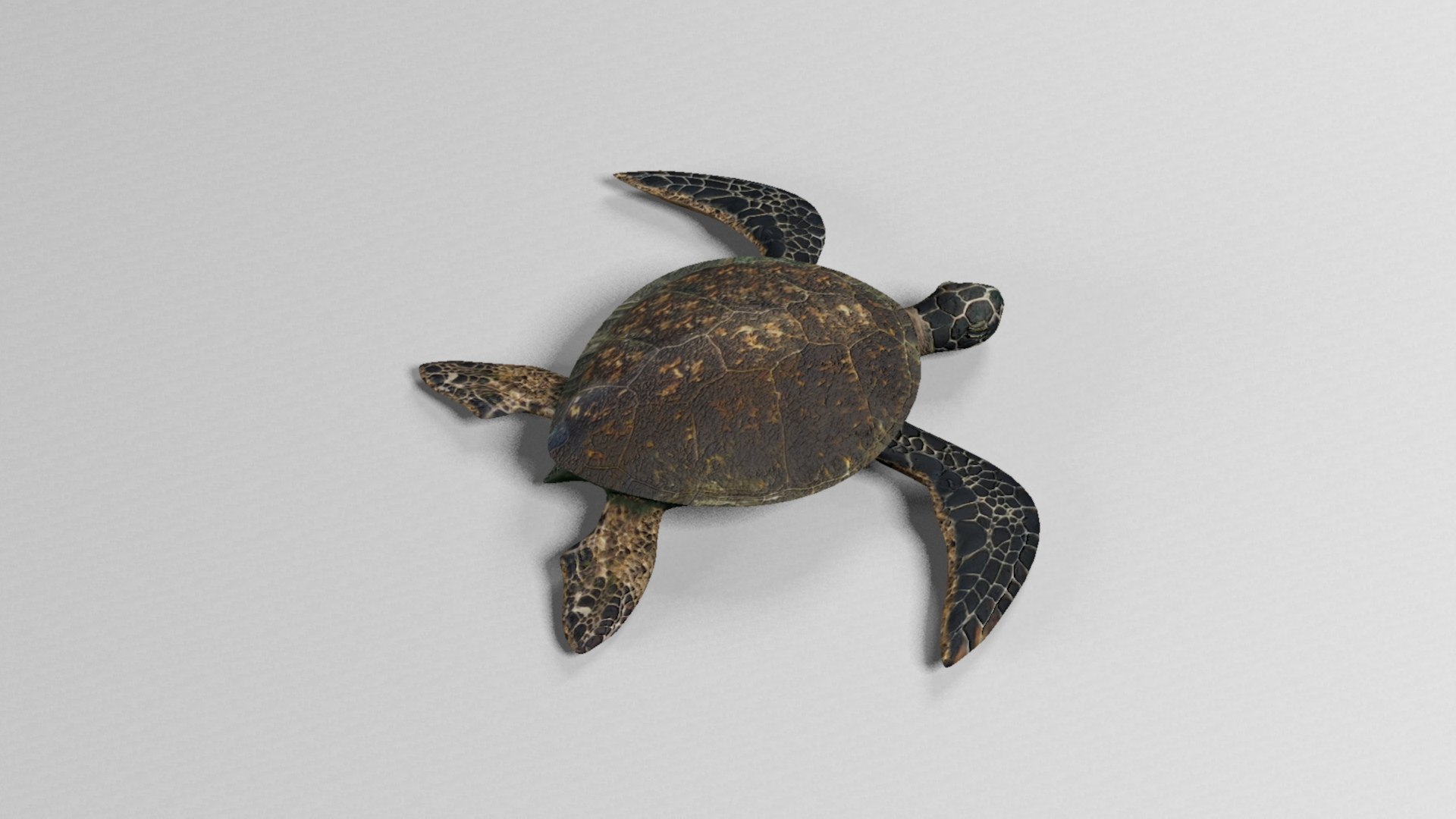 Sea turtle 3D model https://p.turbosquid.com/ts-thumb/i9/HfuUtQ/Ip/seaturtlerender4/jpg/1625172690/1920x1080/fit_q87/d82999bab095a33a31e4df747ac6794f3867969d/seaturtlerender4.jpg