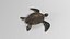 Sea turtle