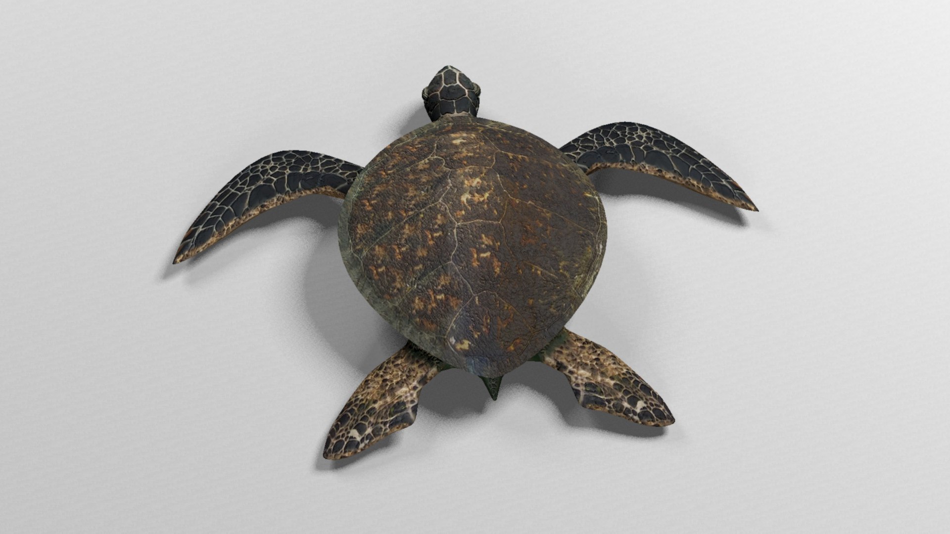 Sea turtle 3D model https://p.turbosquid.com/ts-thumb/i9/HfuUtQ/KP/seaturtlerender5/jpg/1625172685/1920x1080/fit_q87/cdb50a4e582f2a14cb1004295505b123c58eee38/seaturtlerender5.jpg