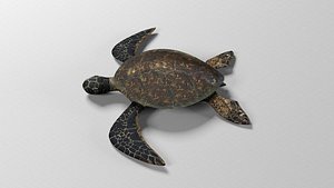Sea turtle