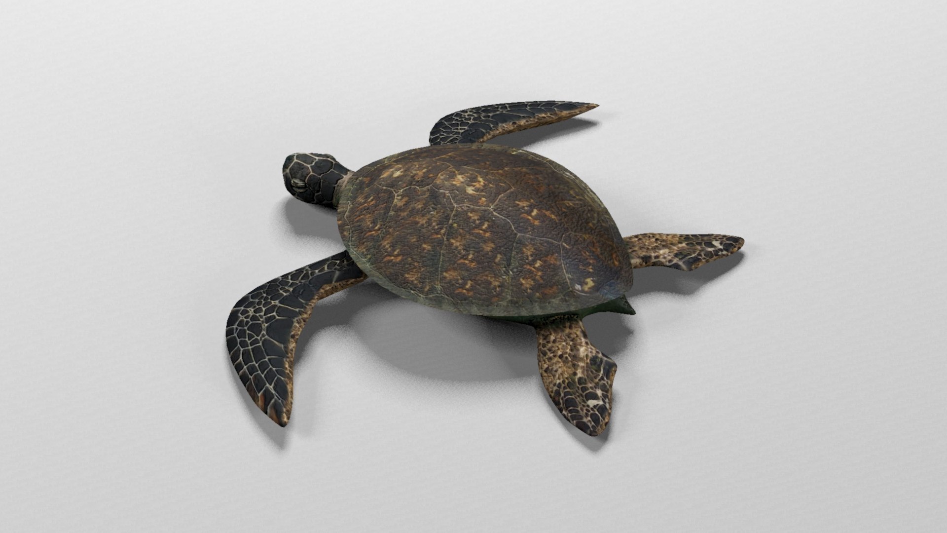 Sea turtle 3D model https://p.turbosquid.com/ts-thumb/i9/HfuUtQ/Um/seaturtlerender3/jpg/1625172712/1920x1080/fit_q87/dc7c03bcff087a98088c5131dc16884c99558c4d/seaturtlerender3.jpg