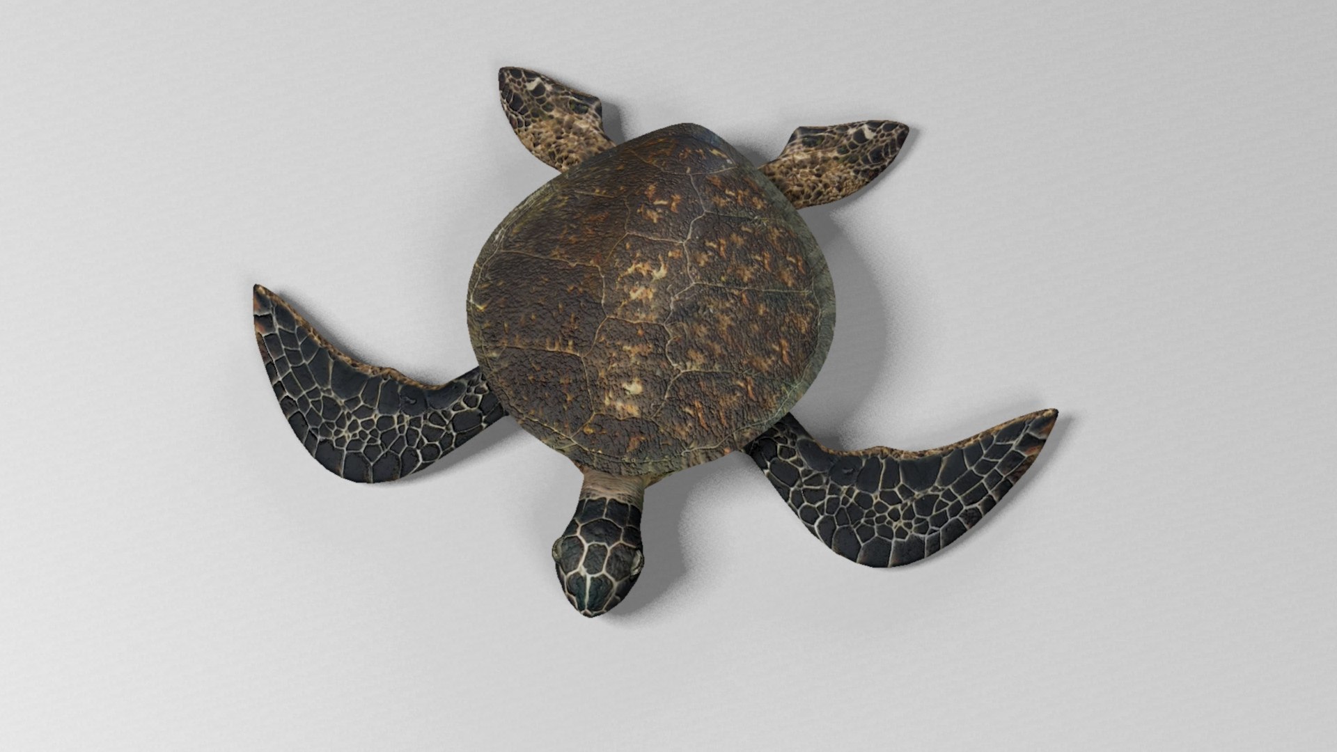 Sea turtle 3D model https://p.turbosquid.com/ts-thumb/i9/HfuUtQ/zy/seaturtlerender2/jpg/1625172713/1920x1080/fit_q87/57be853f324712112b715faf36e7ee6280070df2/seaturtlerender2.jpg