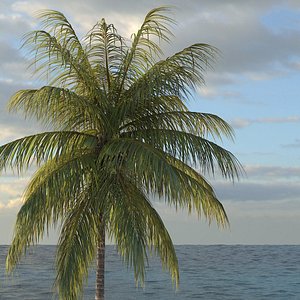 coconut palm tree 3d model