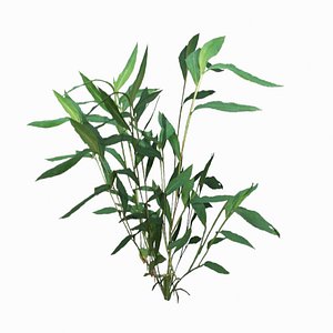 Stiltgrass