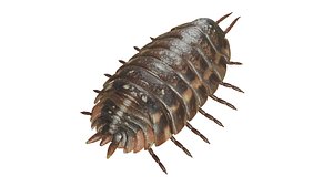 Woodlouse INSECT BEETLE 3D model