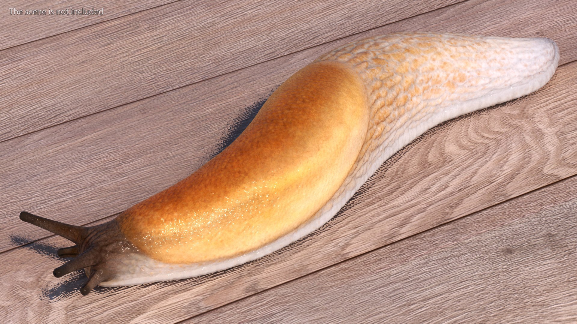3D Spanish Slug Rigged https://p.turbosquid.com/ts-thumb/i9/urT7tL/7B/spanishslugriggedmb3dmodel017/jpg/1673610440/1920x1080/fit_q87/66e780cc14d545a47ceb5e0535c5b73b72867571/spanishslugriggedmb3dmodel017.jpg