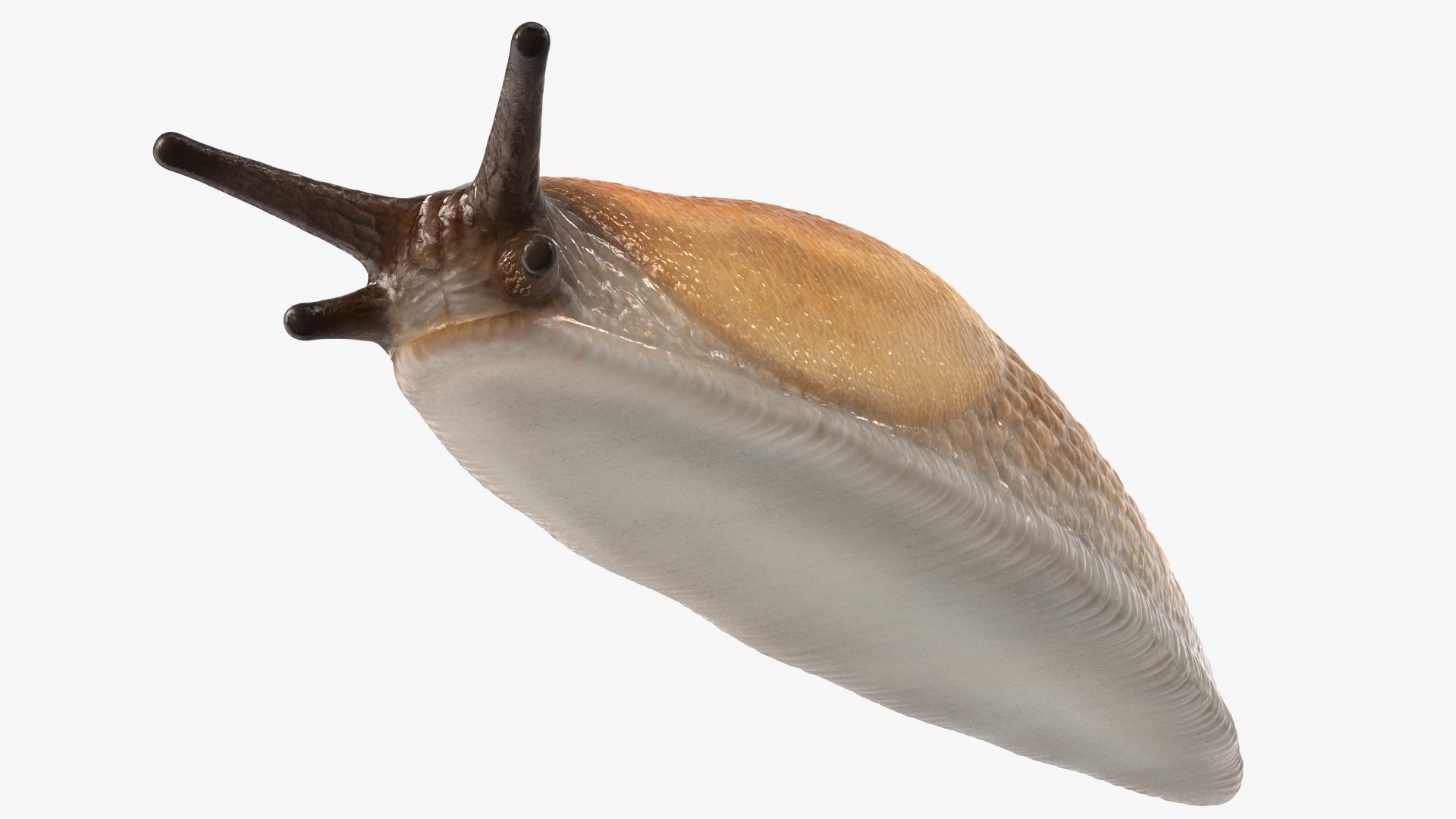 3D Spanish Slug Rigged https://p.turbosquid.com/ts-thumb/i9/urT7tL/BC/spanishslugriggedmb3dmodel026/jpg/1673610470/1920x1080/fit_q87/e7e4ee0259e4c5f51798219e6d1a6e3acc27d871/spanishslugriggedmb3dmodel026.jpg