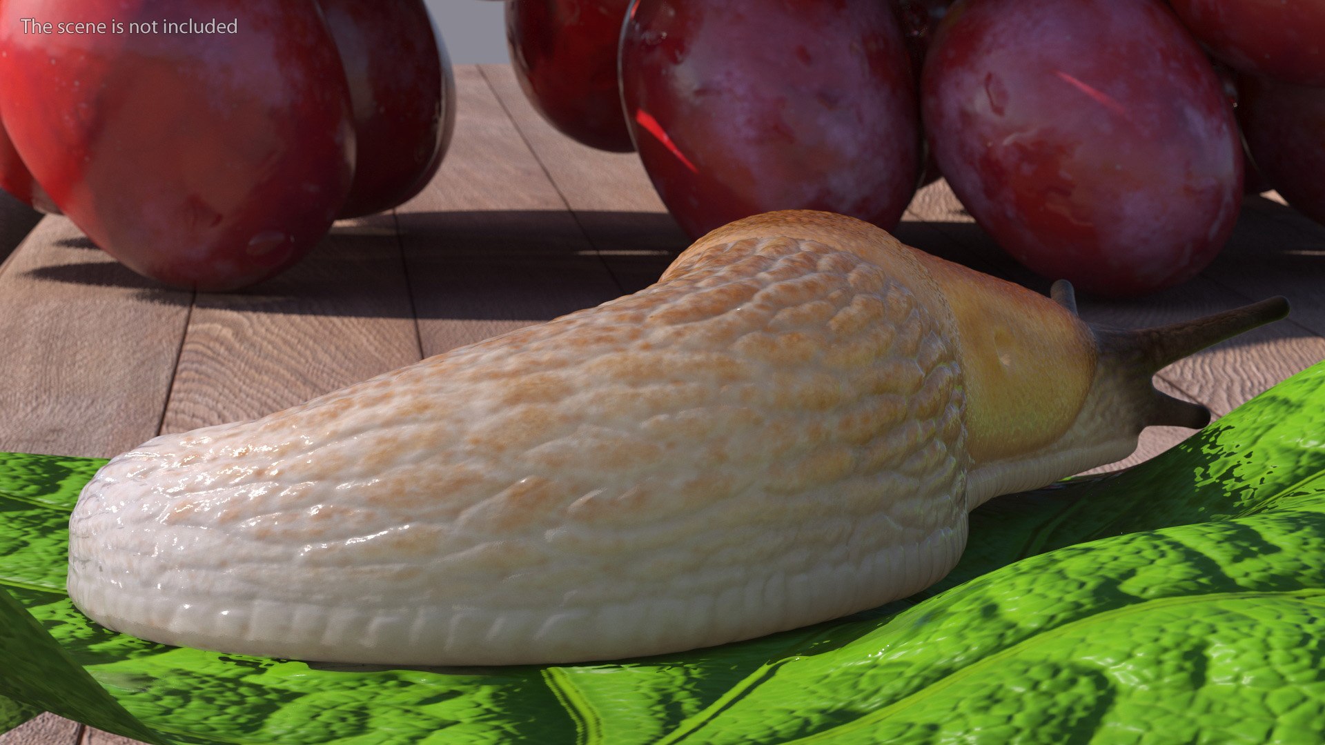 3D Spanish Slug Rigged https://p.turbosquid.com/ts-thumb/i9/urT7tL/BZ/spanishslugriggedmb3dmodel008/jpg/1673610409/1920x1080/fit_q87/3012333cab06f0fe5e56de6956733e537bcc373d/spanishslugriggedmb3dmodel008.jpg