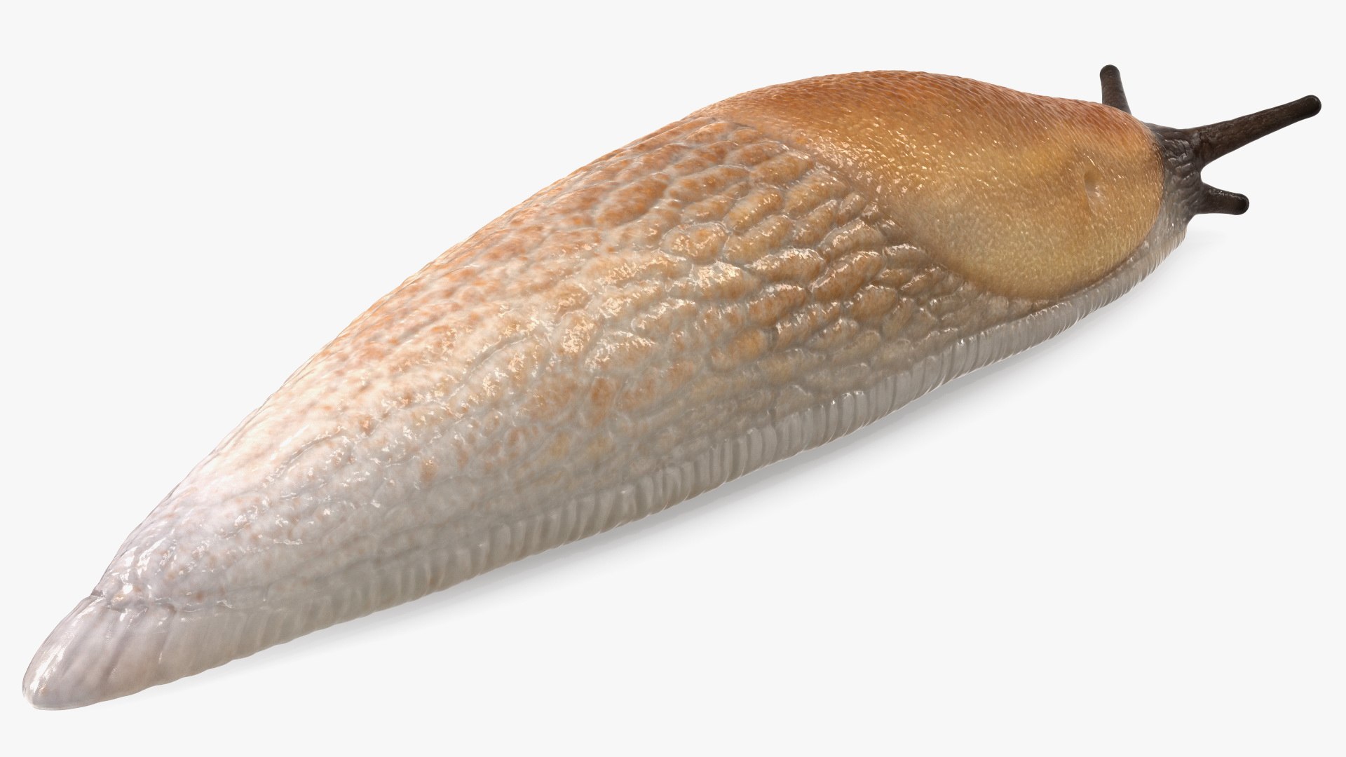 3D Spanish Slug Rigged https://p.turbosquid.com/ts-thumb/i9/urT7tL/Bh/spanishslugriggedmb3dmodel025/jpg/1673610467/1920x1080/fit_q87/749b1688b1fd0dbc411ab1ea301a167dd5b0fa79/spanishslugriggedmb3dmodel025.jpg