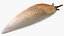 Spanish Slug Rigged