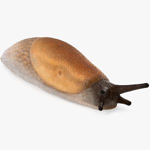 3D Spanish Slug Rigged