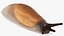 Spanish Slug Rigged