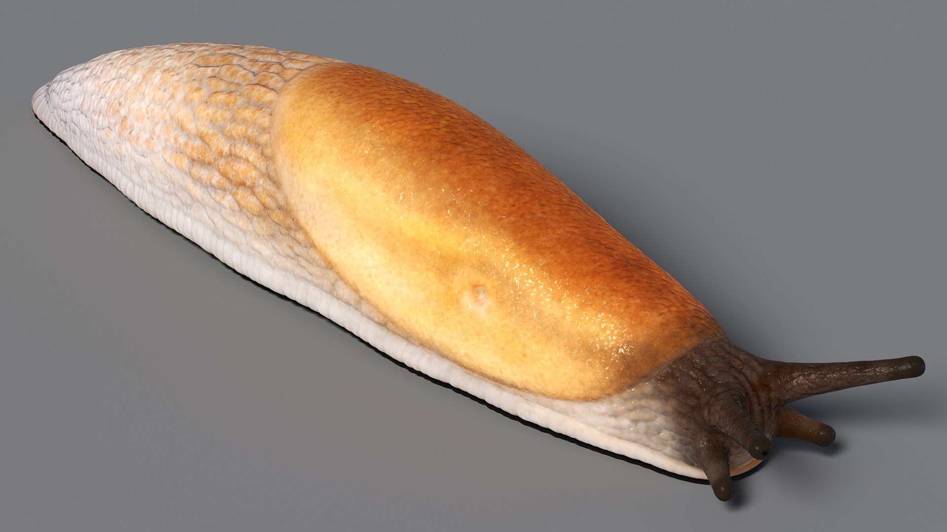 3D Spanish Slug Rigged https://p.turbosquid.com/ts-thumb/i9/urT7tL/hH/spanishslugriggedmb3dmodel021/jpg/1673610454/1920x1080/fit_q87/c08223053d50029dd46d2595fcf5c44376bfcd8c/spanishslugriggedmb3dmodel021.jpg
