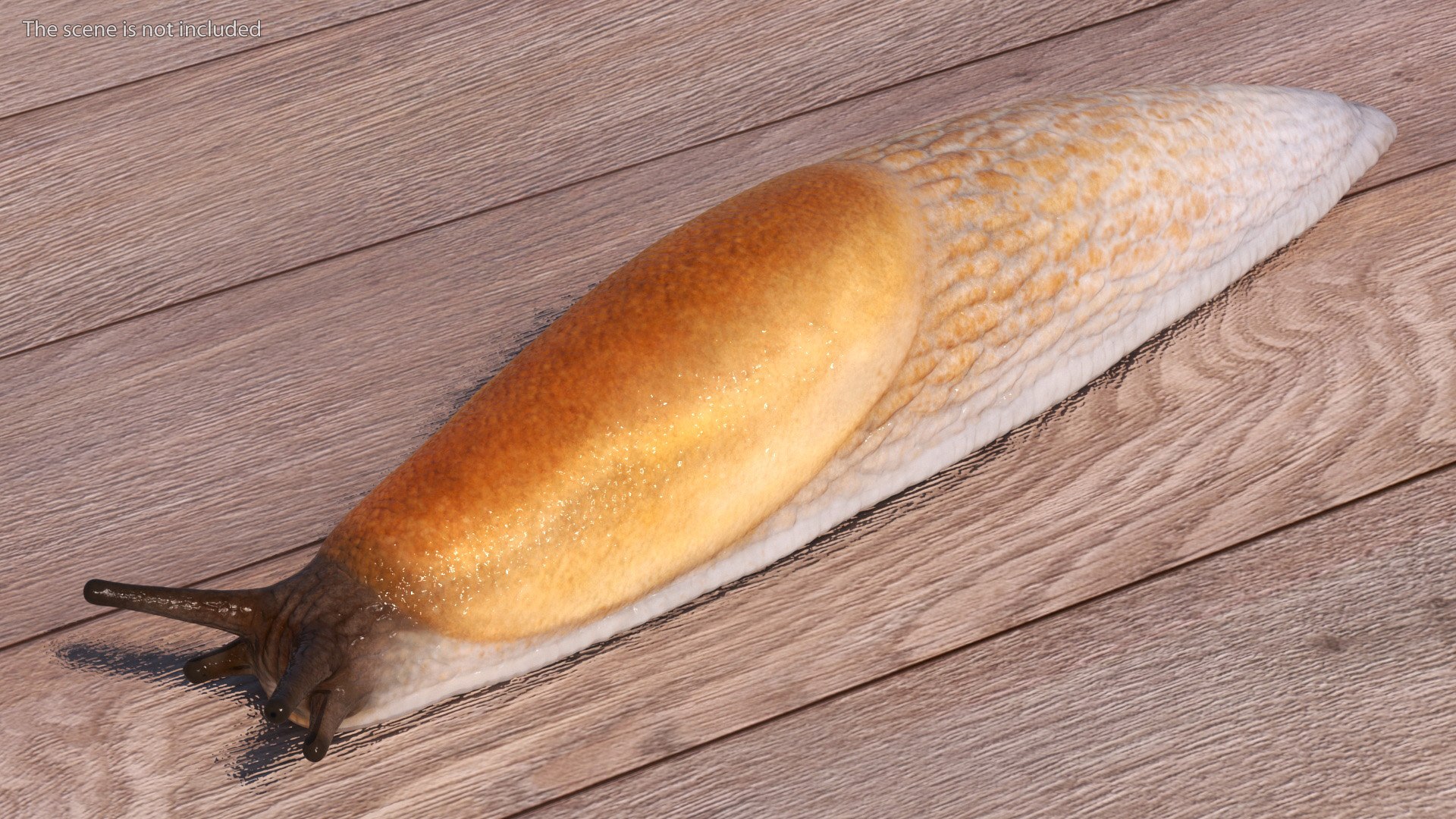 3D Spanish Slug Rigged https://p.turbosquid.com/ts-thumb/i9/urT7tL/nr/spanishslugriggedmb3dmodel005/jpg/1673610399/1920x1080/fit_q87/abfca57983a38b6c7a07b04160f98917eb583281/spanishslugriggedmb3dmodel005.jpg