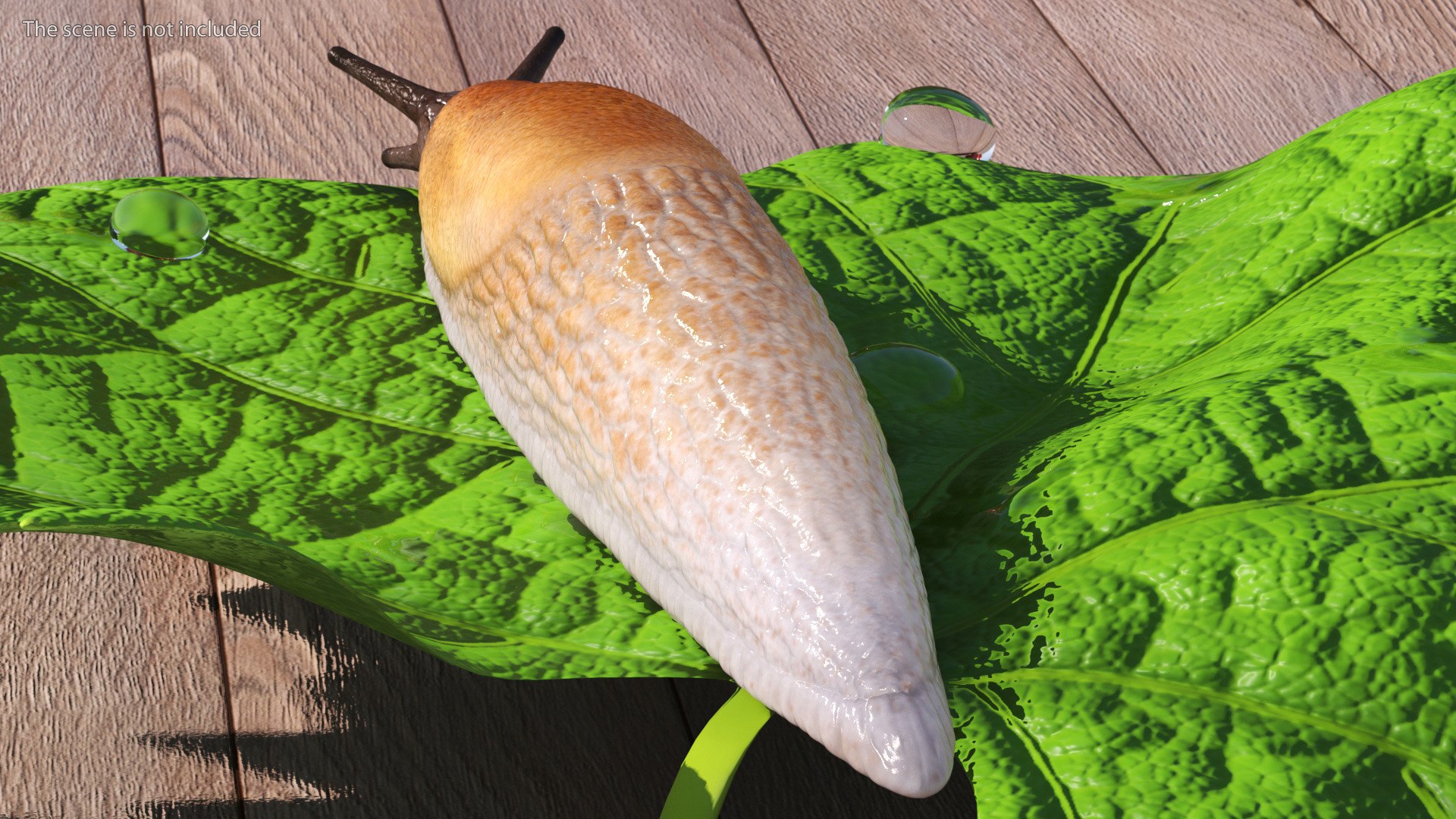 3D Spanish Slug Rigged https://p.turbosquid.com/ts-thumb/i9/urT7tL/oj/spanishslugriggedmb3dmodel004/jpg/1673610395/1920x1080/fit_q87/d1b66f5e4e9176f01764cf4cd45b148a16acaedd/spanishslugriggedmb3dmodel004.jpg