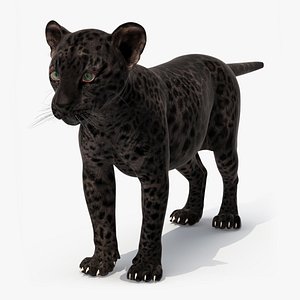 Black Leopard Cub Standing Pose