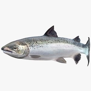 Animated Swims Atlantic Salmon Fish Rigged for Maya