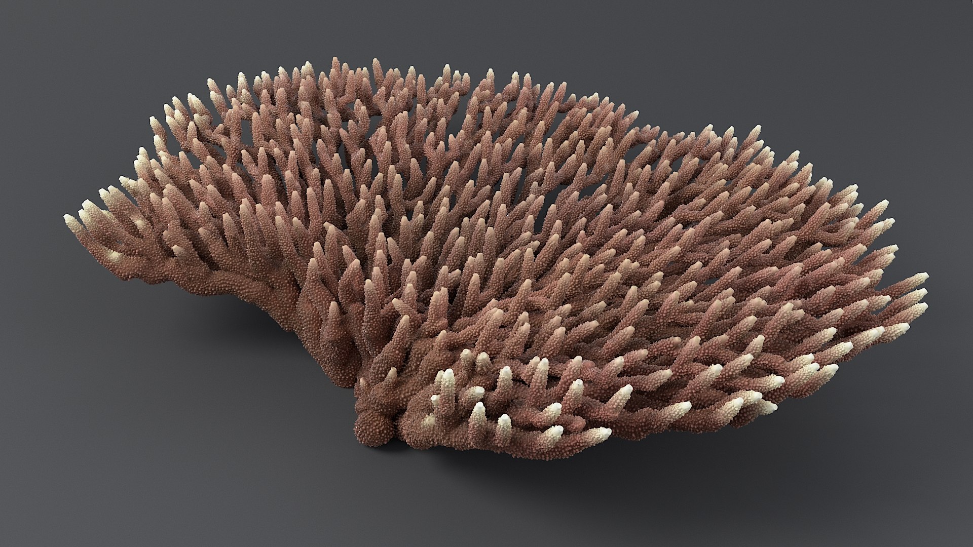 Acropora Coral M 03 3D model https://p.turbosquid.com/ts-thumb/iA/BSKwoH/QA/acropora_m_03_02/jpg/1765193318/1920x1080/fit_q87/1bd0c2383f6533039dd9ea313038f51bba4ae4d0/acropora_m_03_02.jpg