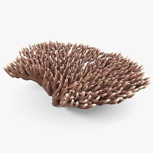 Acropora Coral M 03 3D model