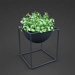fbx plant home ficus