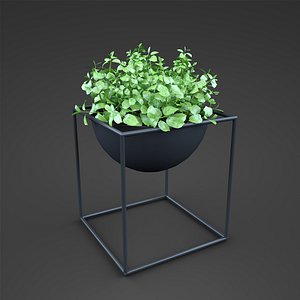 home plant Ficus pumila
