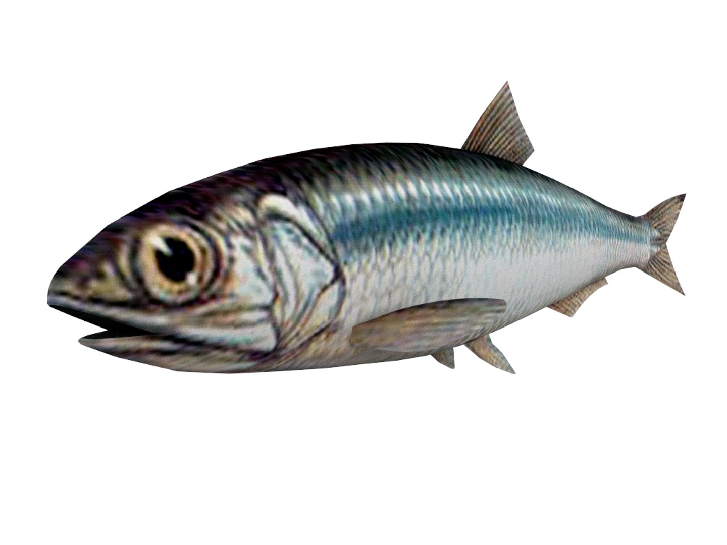 3D Fish Anchovy Model - TurboSquid 1387407