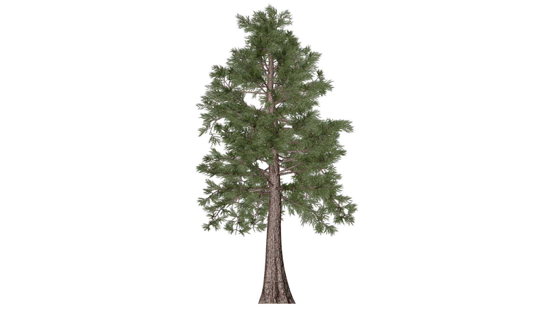 Western Red Cedar Tree - 01 - 3D Model - TurboSquid 2374154