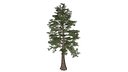 Western Red Cedar Tree - 01 -