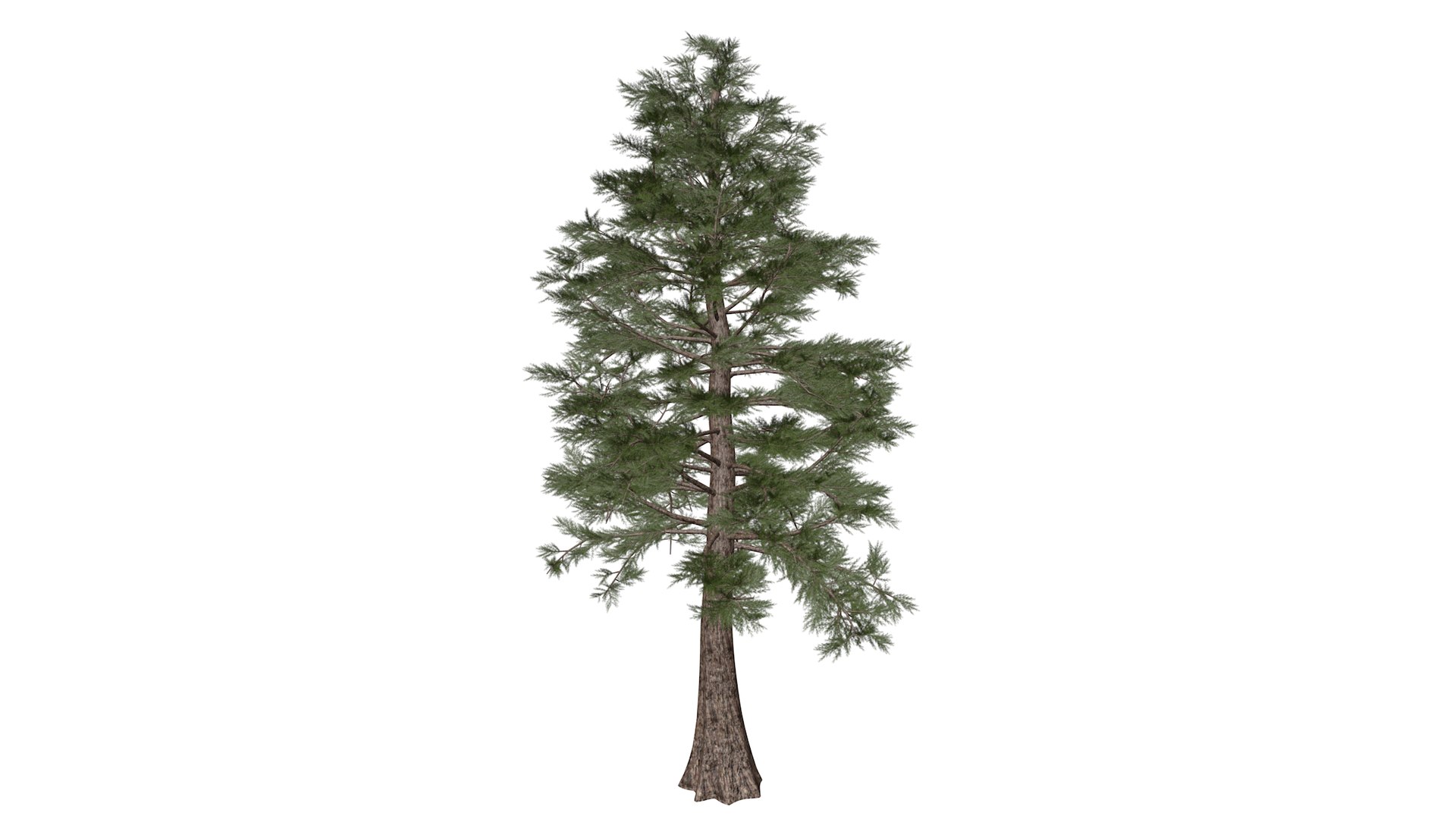 Western Red Cedar Tree Collection 3D https://p.turbosquid.com/ts-thumb/iA/btg6Xx/fN/westernredcedar_high30/png/1779223164/1920x1080/fit_q87/58f8e7b7318295a67062596fbd08b8982b608c11/westernredcedar_high30.jpg