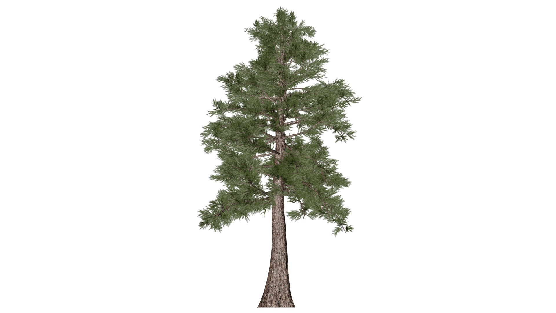 Western Red Cedar Tree - 01 - 3D Model - TurboSquid 2374154