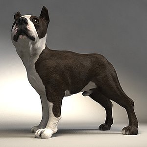 3d model boston terrier dog