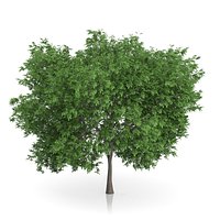 Common Walnut Tree (Juglans regia) 5.6m