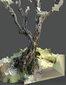 3D Abandoned Village Tree Trunk Scan - Tree 05 model