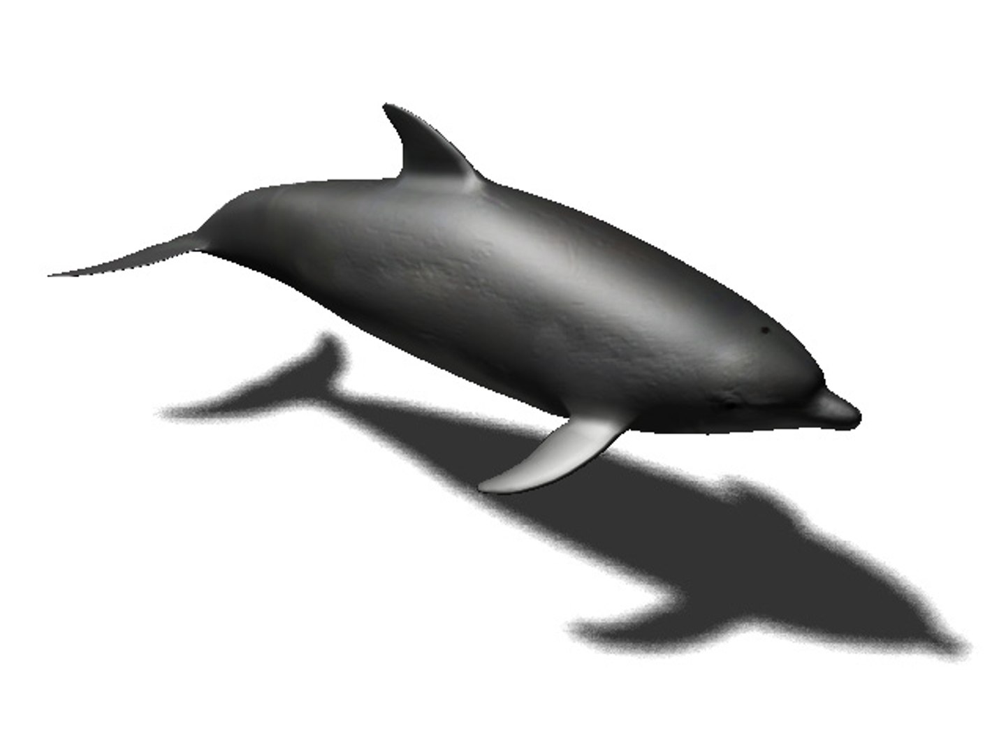 3d rigged sea animals https://p.turbosquid.com/ts-thumb/iA/t1ALqr/5qlqx9g9/bottlenose_dolphin/jpg/1403768558/1920x1080/fit_q87/c178a14955c234b50056f4fab36ed1d8712e453a/bottlenose_dolphin.jpg