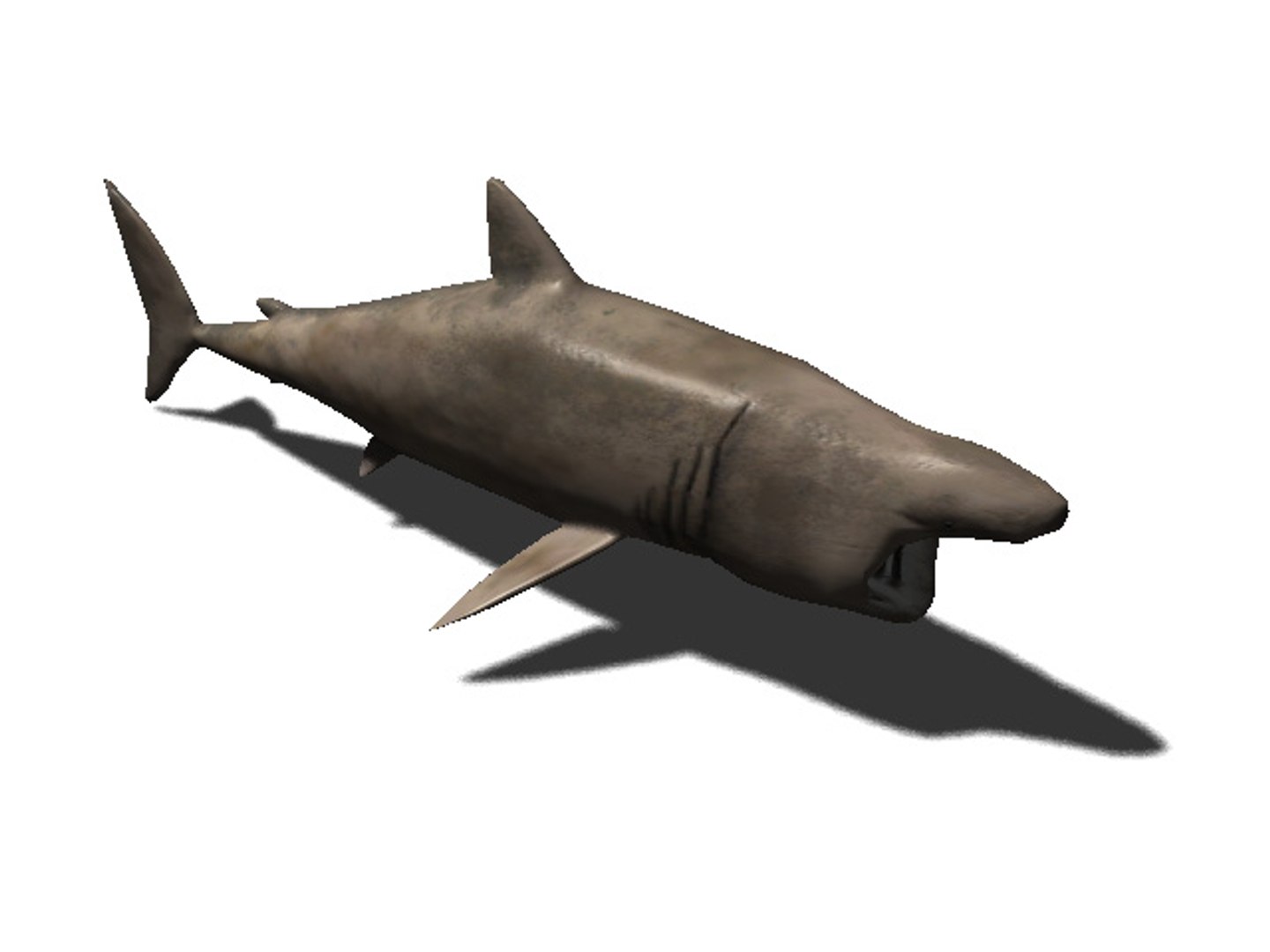 3d rigged sea animals https://p.turbosquid.com/ts-thumb/iA/t1ALqr/II9LmgeY/basking_shark/jpg/1403768558/1920x1080/fit_q87/3a3b1570e650160b2efdb547a088ad1bab6e7fc7/basking_shark.jpg