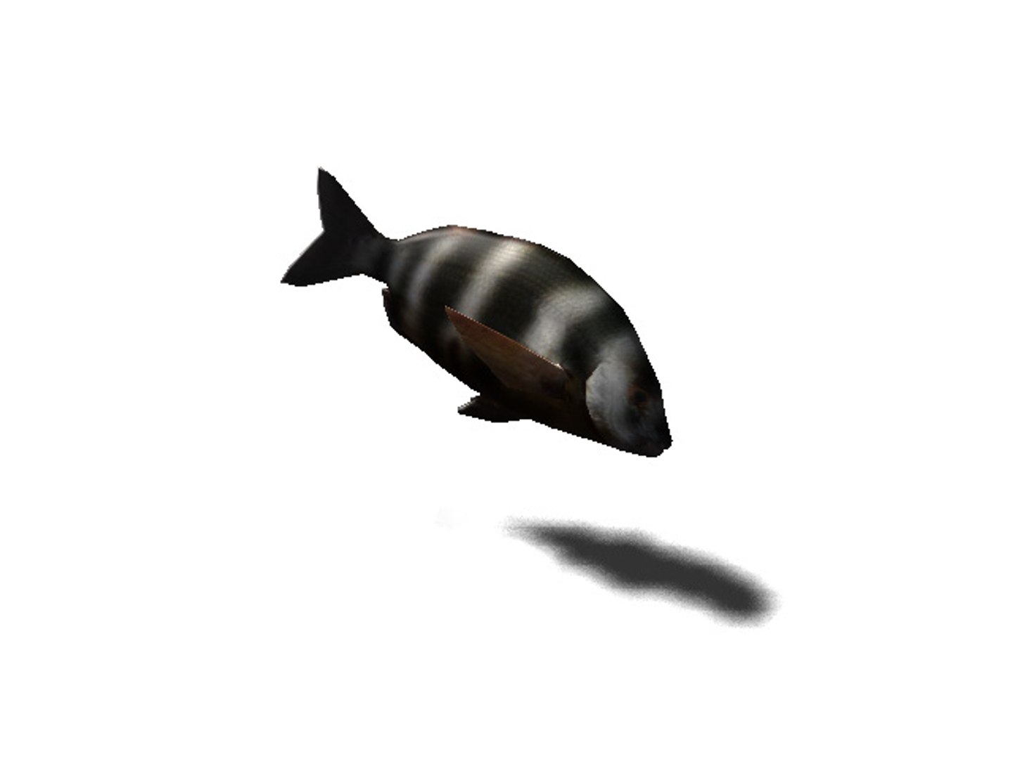 3d rigged sea animals https://p.turbosquid.com/ts-thumb/iA/t1ALqr/KmCsp0JB/sea_bream/jpg/1403768558/1920x1080/fit_q87/c8608209cc8ff77860db26608bf020af15a47001/sea_bream.jpg