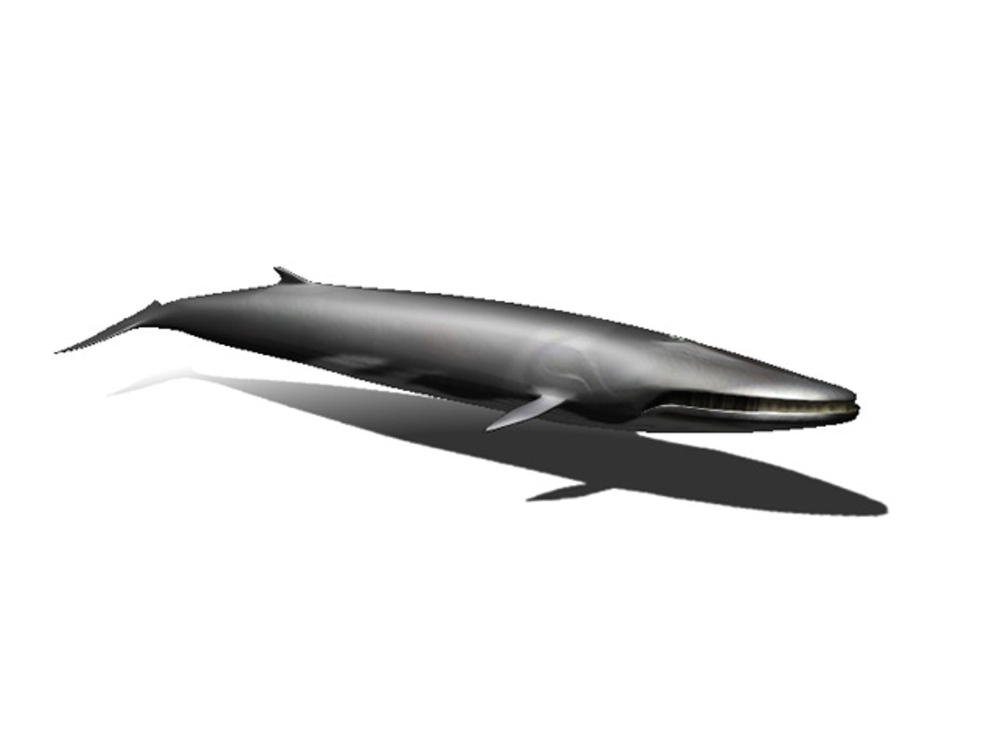 3d rigged sea animals https://p.turbosquid.com/ts-thumb/iA/t1ALqr/TK4EFMfG/fin_whale/jpg/1403768558/1920x1080/fit_q87/7db80070fdde6167cddcc9497f506c514af93b6c/fin_whale.jpg