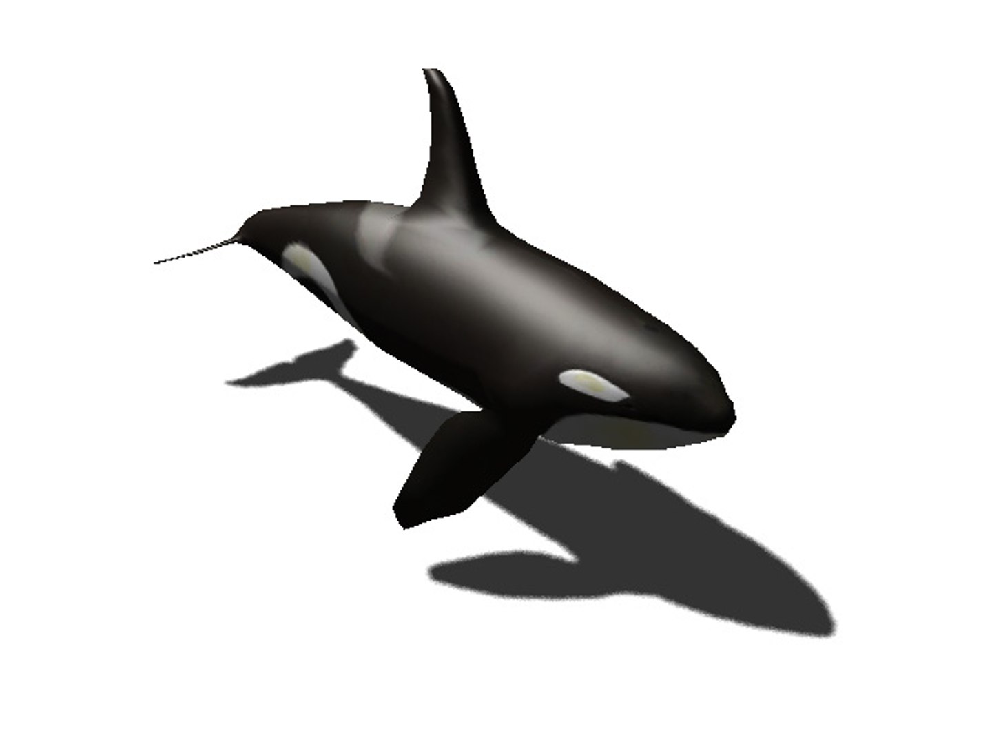 3d rigged sea animals https://p.turbosquid.com/ts-thumb/iA/t1ALqr/UEQDt04s/killer_whale/jpg/1403768558/1920x1080/fit_q87/21b77f27544b5b5078c54e4b9183dfa3f072ae0b/killer_whale.jpg